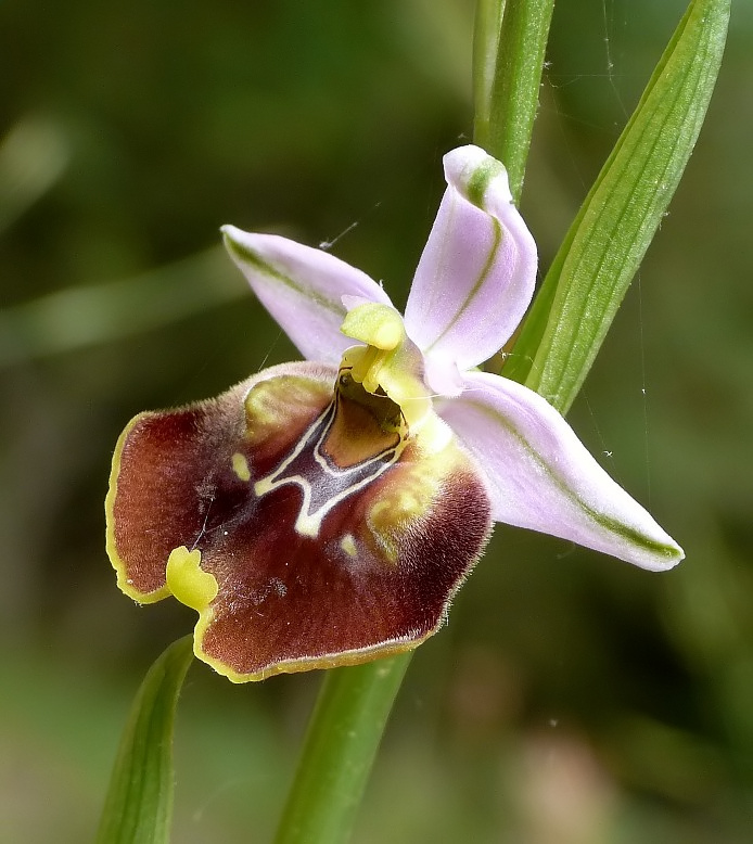 Ophrys cinnabarina (=Ophrys holosericea subsp. paolina) nuova sottos. del Gargano